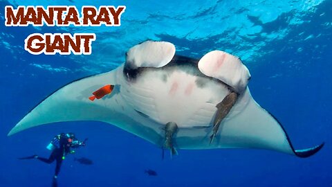 Enchantment of the Amazing Giant Manta Ray in the Ocean