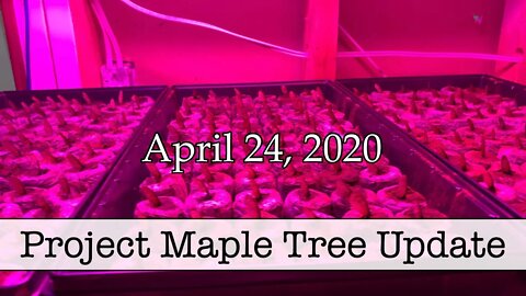 Episode 22 - Project Maple Tree - Part 4 Progress Update