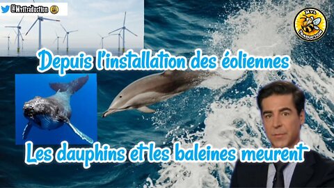 Depuis le installation des éoliennes les dauphins et les baleines meurent.
