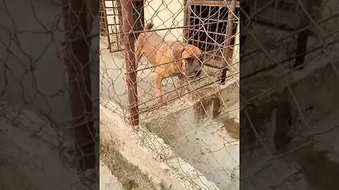 Massive Boerboel barking aggressively #shorts #boerboel #doglover #barking