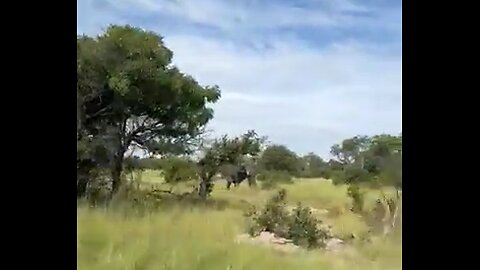 Enraged Elephant Charges Truck During African Safari, Killing Elderly American Tourist