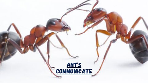 How Do Ants Communicate