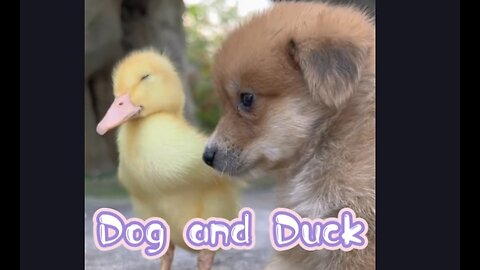 Cutest Dog and Duck Ever 2024