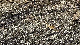 Chipmunk playing catch 😂