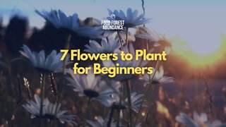 7 Flowers to Plant for Beginners