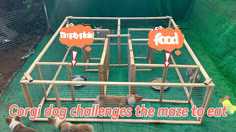 Corgi dog challenges the maze to eat