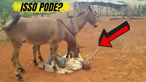 Artes do Vaqueiro PO com Burros Canguru e Dengoso