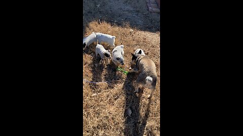 TESS’ PUPS first time outside.