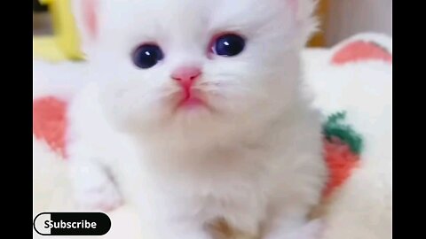 beautiful little cute kitten😻 trending video