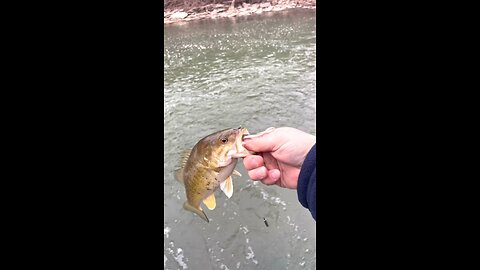 Otter creek smallmouth