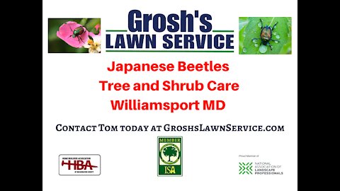 Japanese Beetles Williamsport MD Lawn Care Service