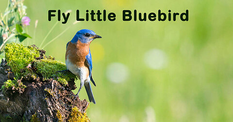 Fly Little Bluebird