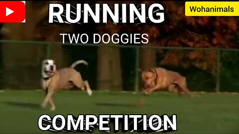 "Doggies Run: Unleashing Joy with Our Pawsome Pups!"