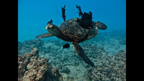 Snorkeling at Hilton Hawaiian Village Resort