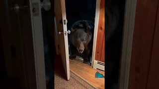 Bear Looks For Something To Steal Before Closing Door