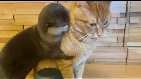 Cute Otter and cat playing around