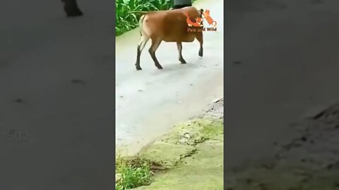 funny cow kick the dog #funnydogs #cowvideos #dogslife #Petsandwild