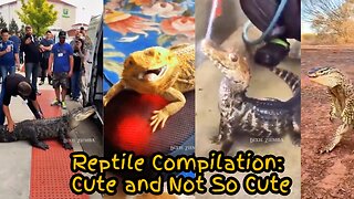 Reptile Compilation: Cute and Not So Cute