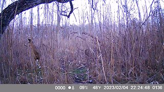 Trail Camera: Whitetail Buck