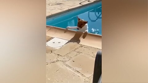 DOG FALLS INTO WATER! 🤣