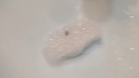 Fly Caught in Bubbles