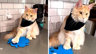 Cool Kitty Obeys Tricks For Tasty Treats