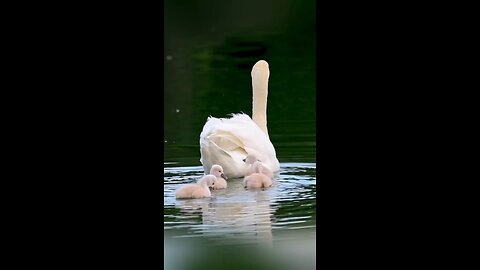 lap of mother is safest place in the world