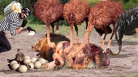 Ostrich Harsh Life- Ostrich Brave Mother Fights Hyenas, People, Cheetah And Lion To Protect The Eggs