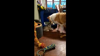 Baby Husky Puppy tries to play tough with Collie cousin