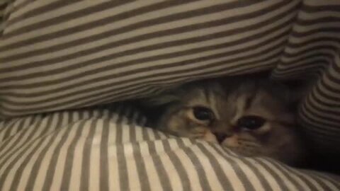 Blankeet hide seek cats routini motion