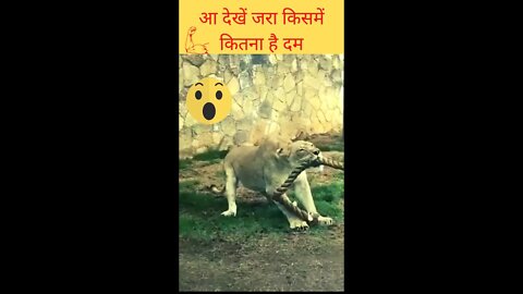 आ देखें जरा किसमें कितना है दम🐆Come see who has the power💪