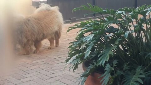 #shorts Dream Infinity Brand 88 - Exstreme Chow Chow Dog Living in South Africa #chow #play
