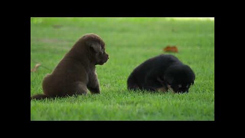 😂😀Cute Puppies🐶 | Funny animals