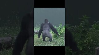 Gorilla running in the rain #shorts