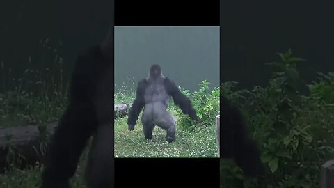 Gorilla running in the rain #shorts