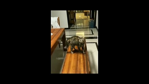 Funny cat 😂 #rumble #rumblevideos #animal #funny #funnyvideos #animalvideos #animalfunnyvideos
