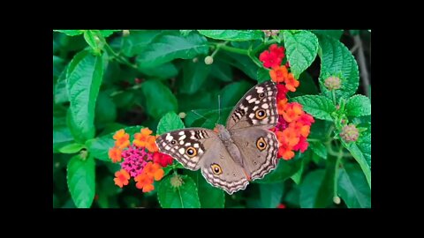 Relaxing Meditation Music , Calm Music, Meditation Music, Yoga, Sleep Music, Study Music,