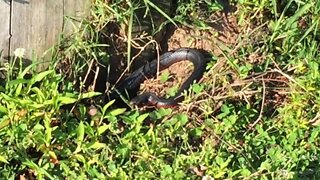 Red Belly Black Snake hiding under horse feeder. The horse knew it was there, I didn't.