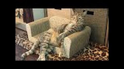 The Most Entertaining Cats Videos of the Year 2023