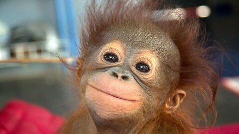 Baby Orangutan | Baby Orangutan Are Adorable - Cutest Compilation (2021) | Orangutan Family Moments