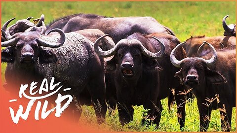 Cape buffalo protecting young from hyena