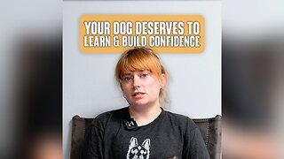 Your dog deserves to learn and build confidence