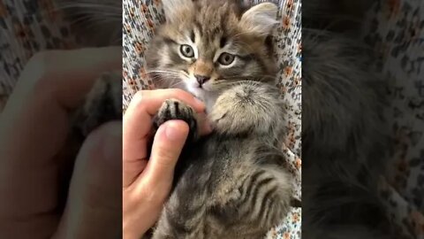 Cute Cat | Funny Cat Videos