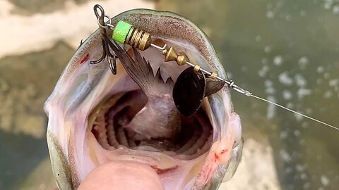 Multi Species Spillway Fishing With Spinners / Spillway Fishing For Bass