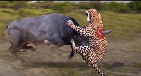 Strongest Animals In Africa ► Buffalo Vs Lion; Leopard Receives Fierce Attacks From The Buffalo Herd