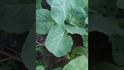 Garden update mid July 2022