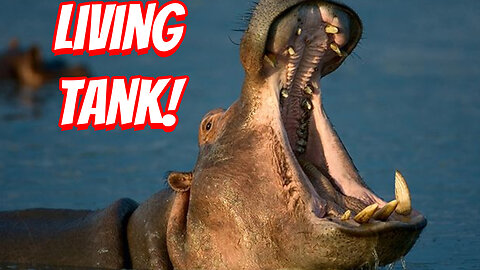 How Truly Dangerous Are Hippos?