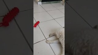 Poodle mostrando que é dono do brinquedo 😬