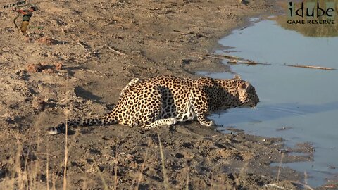 Leopard Drinks With Buffalo | African Wildlife Sightings