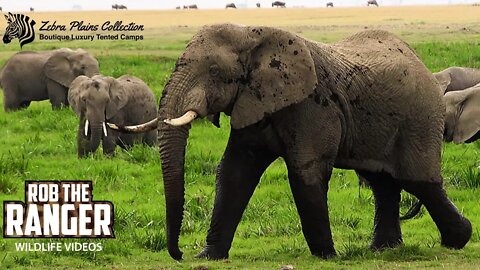 Amboseli Elephant Bull Looking For Love | Zebra Plains Safari